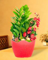 CNY Zamio - Potted plant - Tumbleweed Plants - Online Plant Delivery Singapore