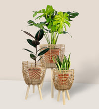 Coachella Basket with Stand - Large - Stand - Tumbleweed Plants - Online Plant Delivery Singapore