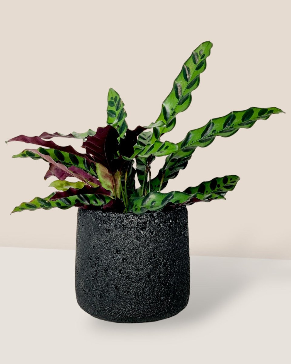 Coarse Cylinder Planter - black - Pot - Tumbleweed Plants - Online Plant Delivery Singapore