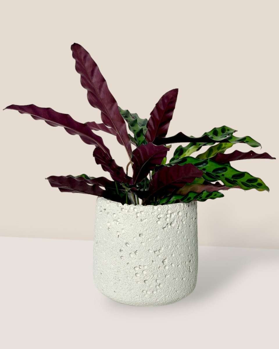 Coarse Cylinder Planter - white - Pot - Tumbleweed Plants - Online Plant Delivery Singapore