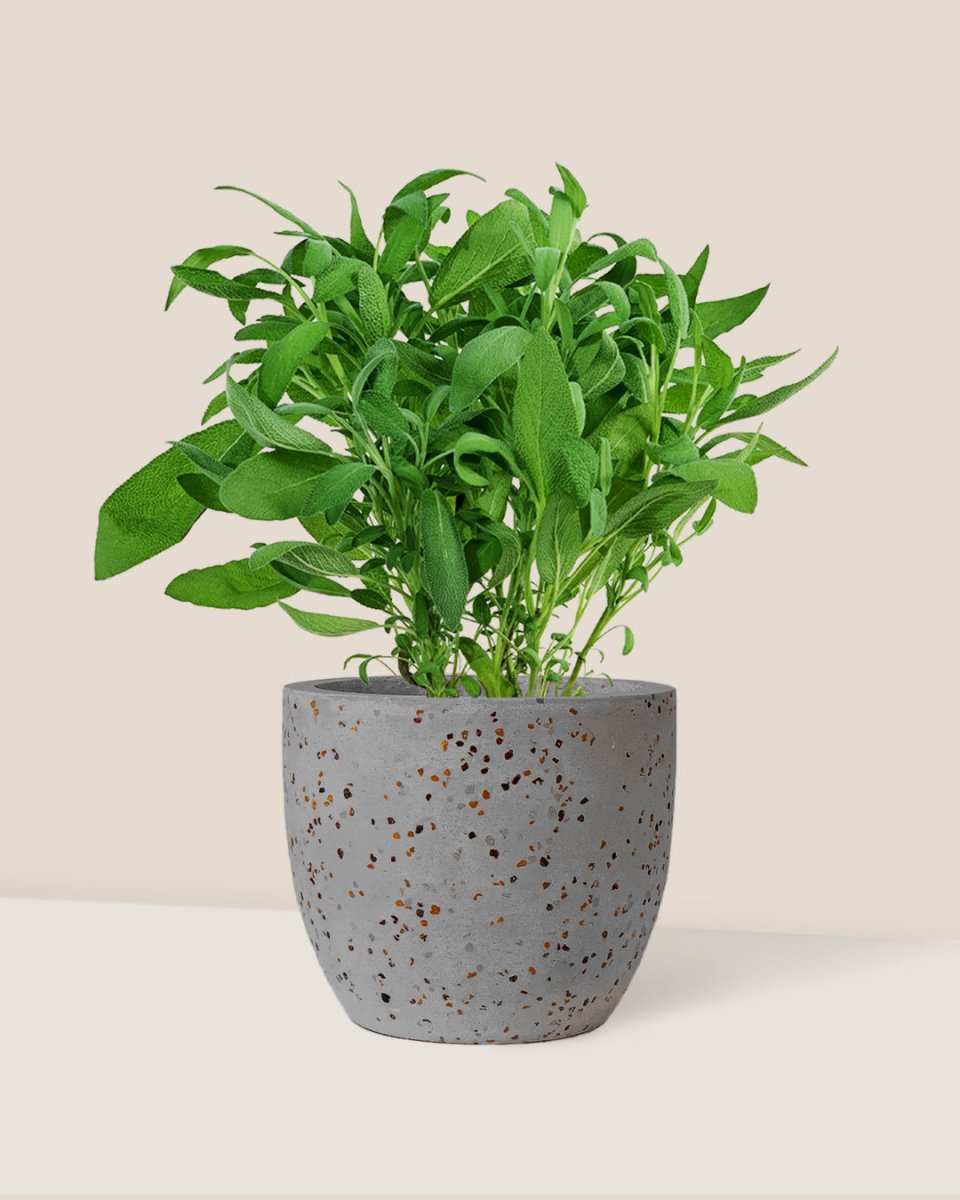 Common Sage - Salvia Officinalis - egg pot - small/grey - Potted plant - Tumbleweed Plants - Online Plant Delivery Singapore