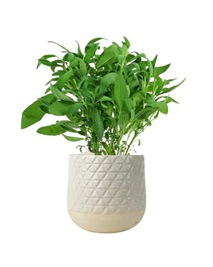 Common Sage - Salvia Officinalis - egg pot - small/grey - Potted plant - Tumbleweed Plants - Online Plant Delivery Singapore