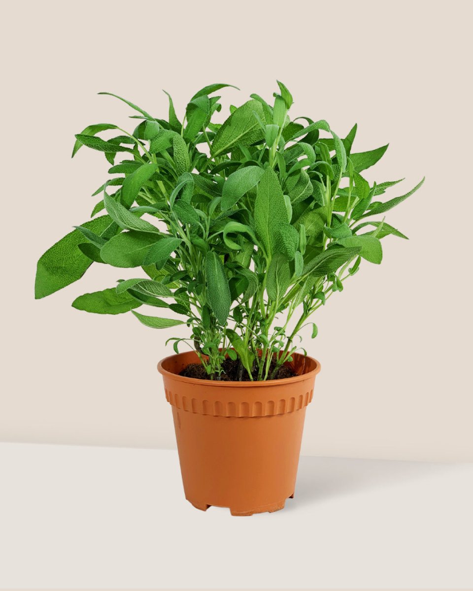 Common Sage - Salvia Officinalis - grow pot - Potted plant - Tumbleweed Plants - Online Plant Delivery Singapore