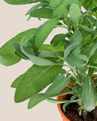 Common Sage - Salvia Officinalis - grow pot - Potted plant - Tumbleweed Plants - Online Plant Delivery Singapore
