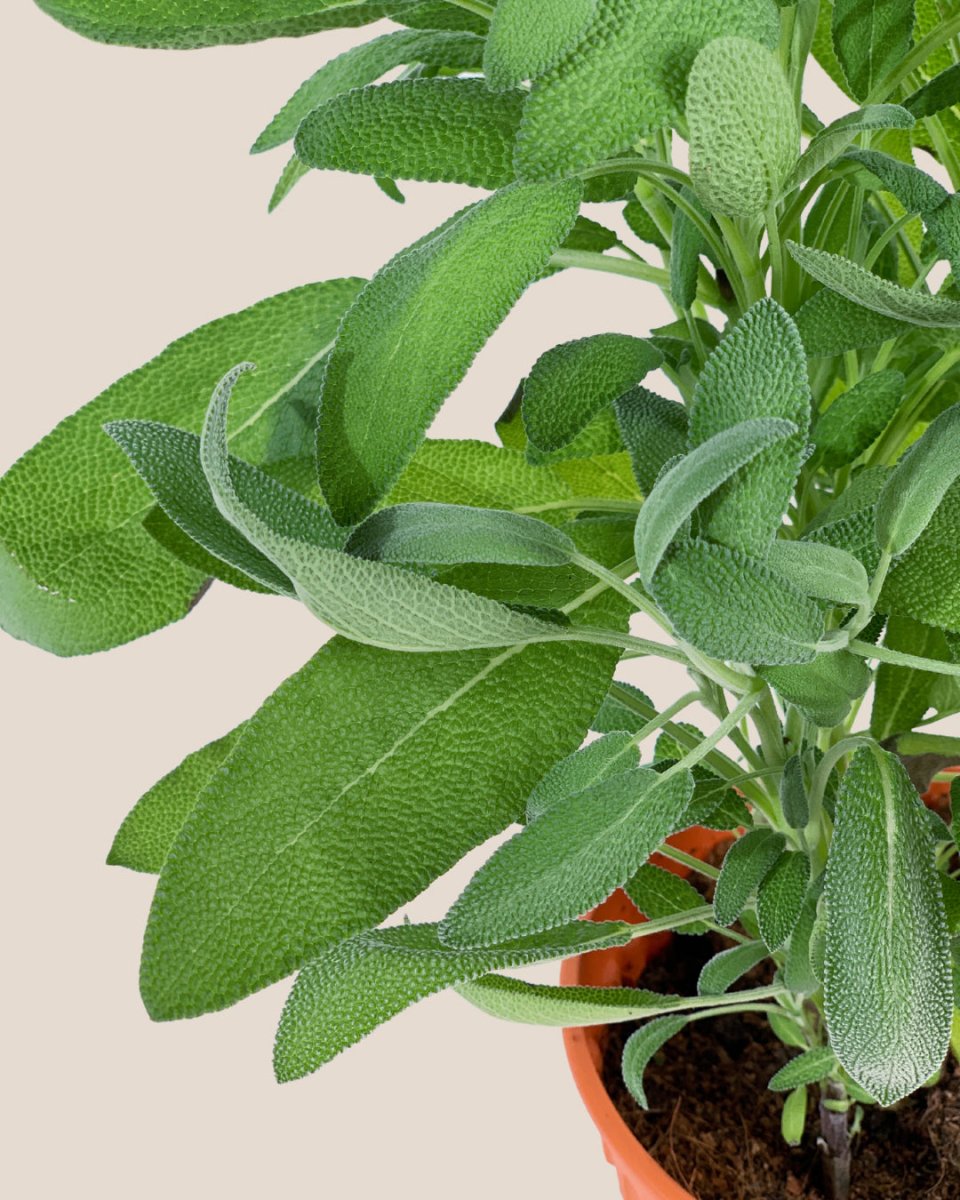 Sage officinalis Common Broad Leaf | Pack of 3 Garden Ready 6cm Peat Pots