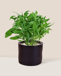 Common Sage - Salvia Officinalis - pocky pot - small/black - Potted plant - Tumbleweed Plants - Online Plant Delivery Singapore