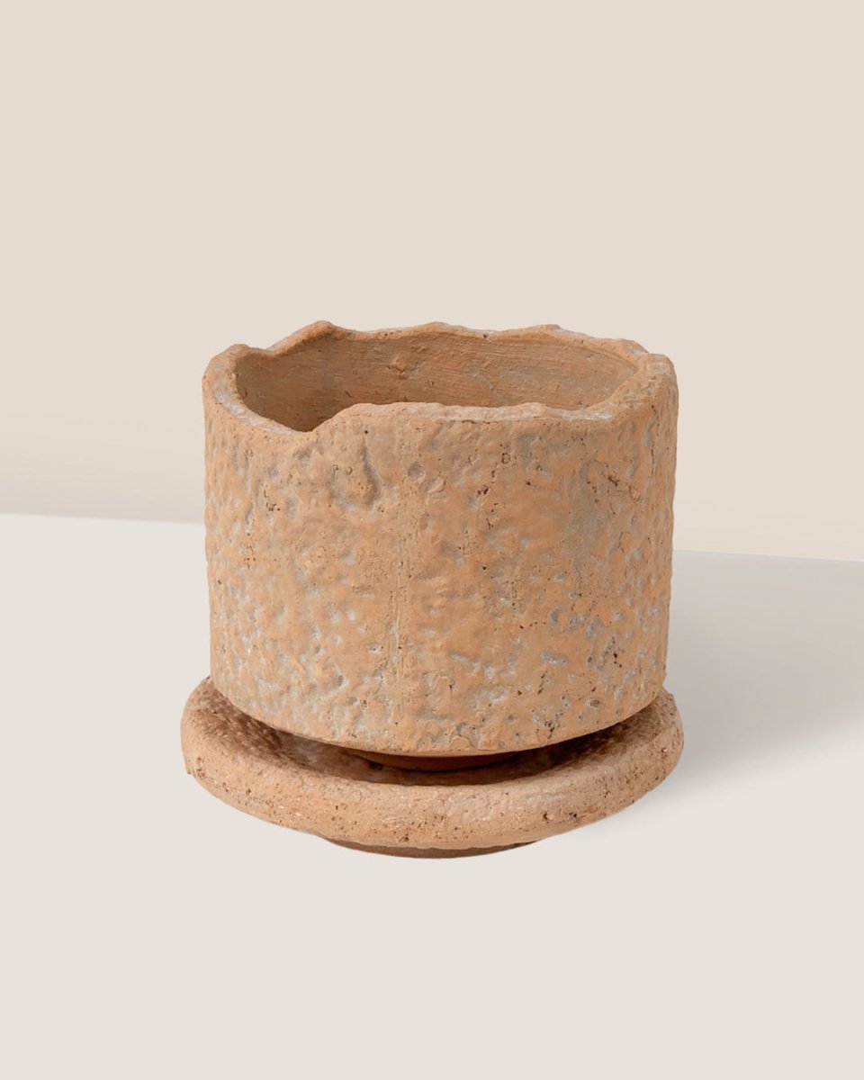 Coral Stone Ceramic Planter - tall - Pots - Tumbleweed Plants - Online Plant Delivery Singapore