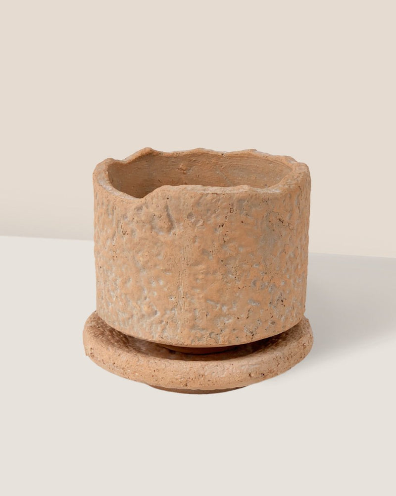 Coral Stone Ceramic Planter - tall - Pots - Tumbleweed Plants - Online Plant Delivery Singapore