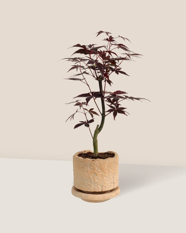 Coral Stone Ceramic Planter - tall - Pots - Tumbleweed Plants - Online Plant Delivery Singapore