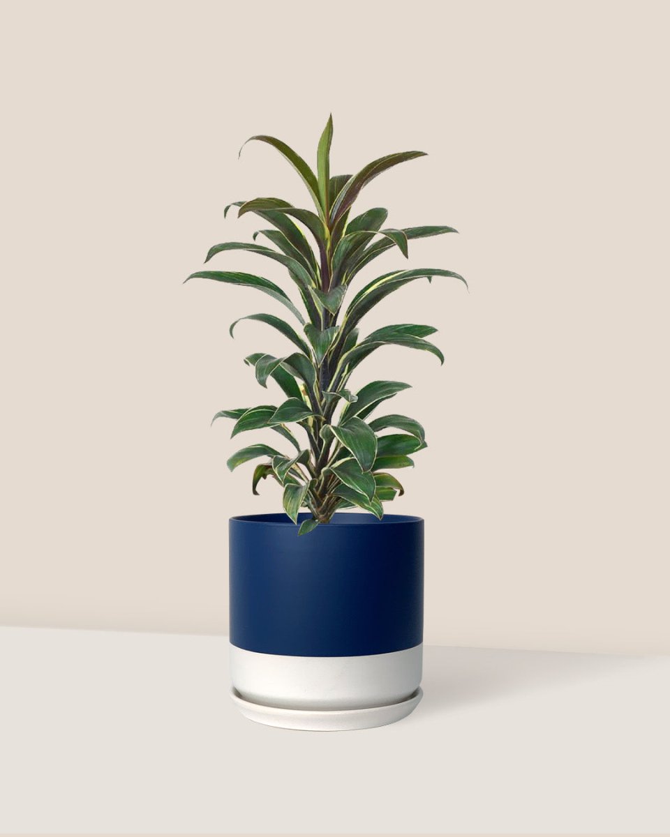 Cordyline 'Chocolate Queen' - Buy Potted plant Online