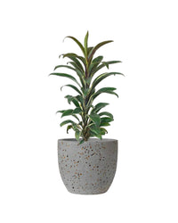 Cordyline 'Chocolate Queen' - egg pot - small/grey - Just plant - Tumbleweed Plants - Online Plant Delivery Singapore