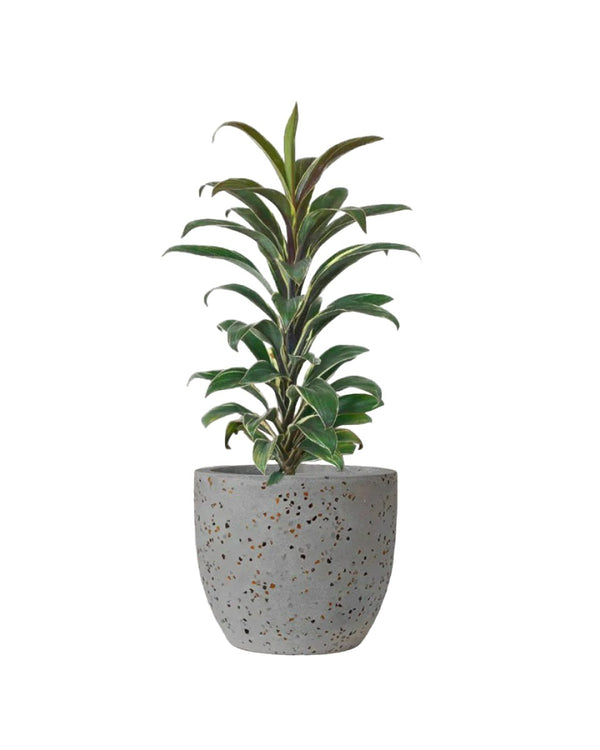 Cordyline 'Chocolate Queen' paired with egg pot - small/grey