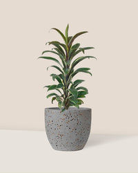 Cordyline 'Chocolate Queen' - egg pot - small/grey - Just plant - Tumbleweed Plants - Online Plant Delivery Singapore