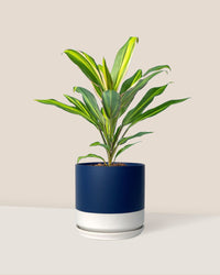 Cordyline Kiwi - blue white two tone pot - Just plant - Tumbleweed Plants - Online Plant Delivery Singapore