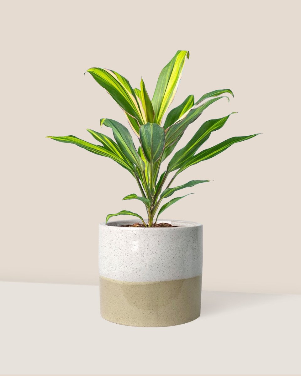 Cordyline Kiwi - cream two tone planter - Just plant - Tumbleweed Plants - Online Plant Delivery Singapore