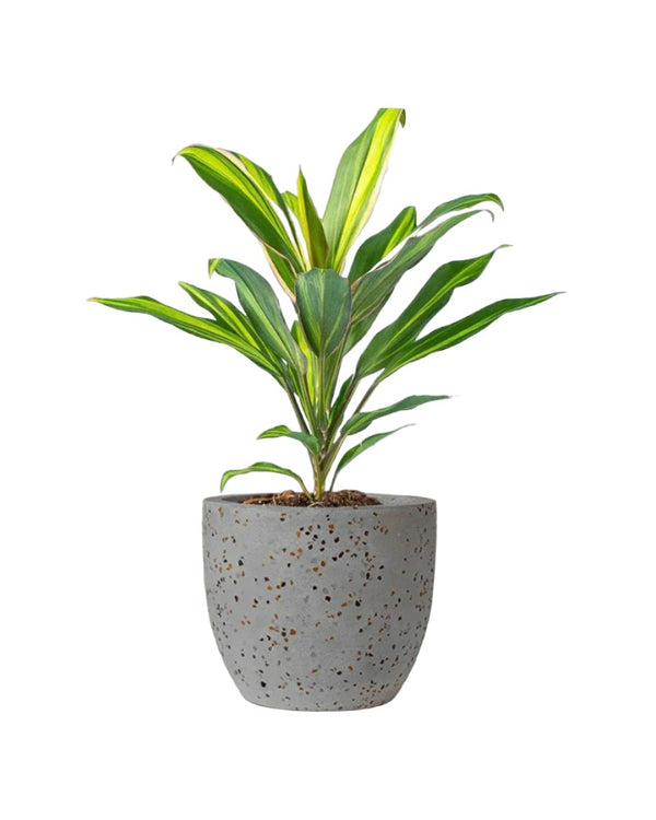 Cordyline Kiwi - egg pot - small/grey - Just plant - Tumbleweed Plants - Online Plant Delivery Singapore