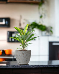 Cordyline Kiwi - egg pot - small/grey - Just plant - Tumbleweed Plants - Online Plant Delivery Singapore