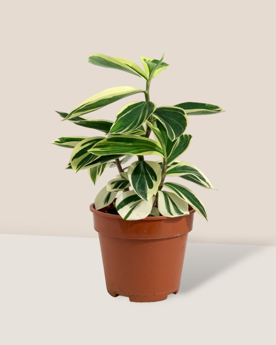 Costus Arabicus Variegata - grow pot - Potted plant - Tumbleweed Plants - Online Plant Delivery Singapore