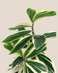 Costus Arabicus Variegata - grow pot - Potted plant - Tumbleweed Plants - Online Plant Delivery Singapore