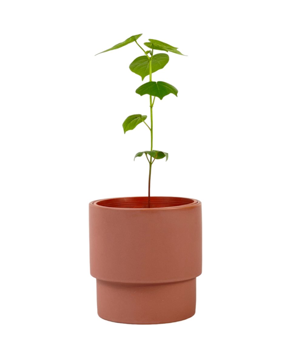 Cotton Plant - grow pot - Potted plant - Tumbleweed Plants - Online Plant Delivery Singapore