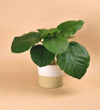 Cream Two Tone Pot - Pot - Tumbleweed Plants - Online Plant Delivery Singapore