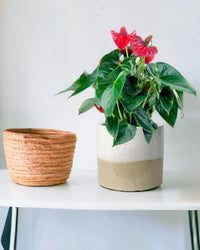 Cream Two Tone Pot - pot with FREE anthurium flamingo red (worth 85 SGD) - Pot - Tumbleweed Plants - Online Plant Delivery Singapore
