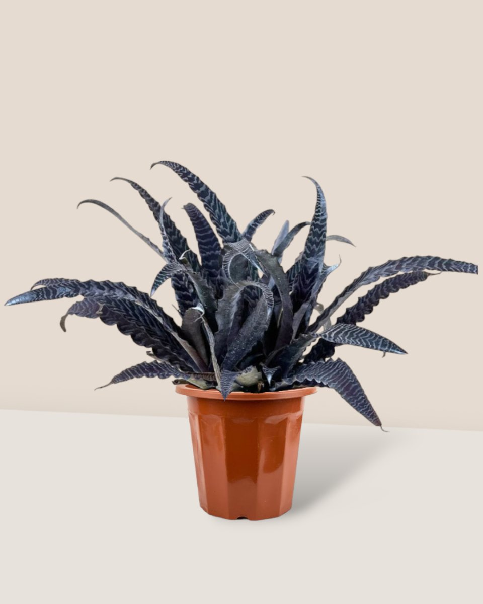 Cryptanthus Fosterianus - grow pot - Potted plant - Tumbleweed Plants - Online Plant Delivery Singapore