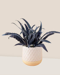 Cryptanthus Fosterianus - sunday planter - Just plant - Tumbleweed Plants - Online Plant Delivery Singapore