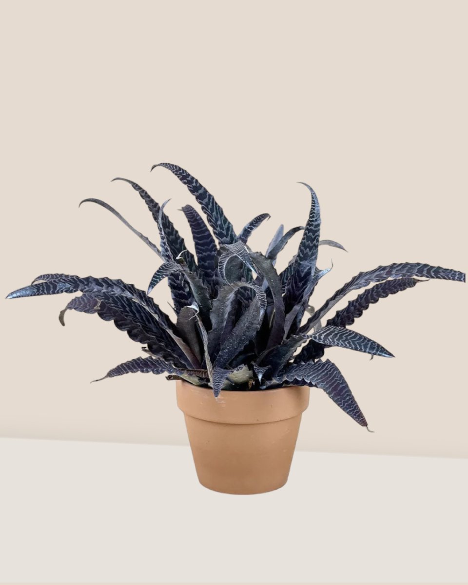 Cryptanthus Fosterianus - sunday planter - Just plant - Tumbleweed Plants - Online Plant Delivery Singapore