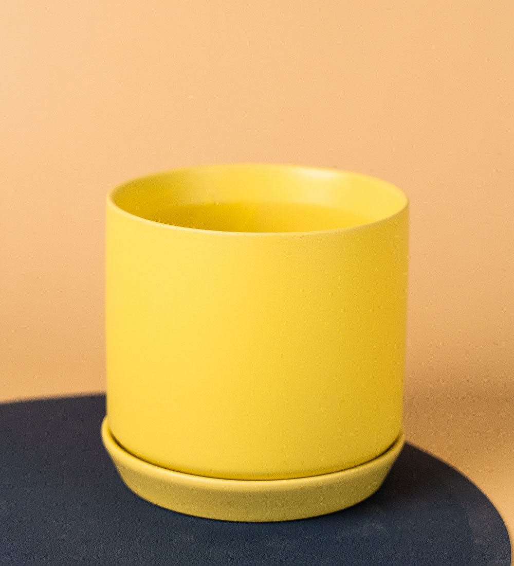 Curvy Colored Cylinder Pots - yellow - Pot - Tumbleweed Plants - Online Plant Delivery Singapore