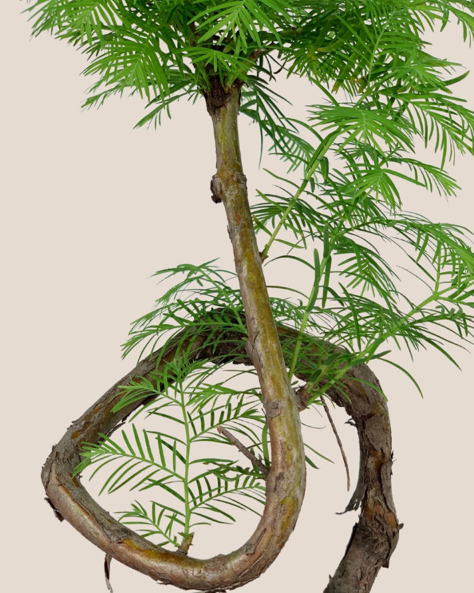 Dawn Redwood Bonsai - Metasequoia Glyptostroboides (Japan) - Gifting plant - Tumbleweed Plants - Online Plant Delivery Singapore