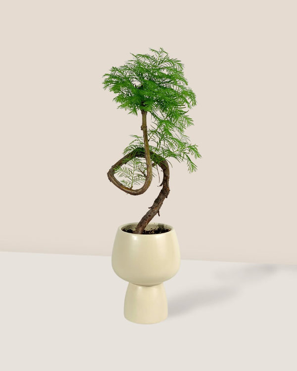 Dawn Redwood Bonsai - Metasequoia Glyptostroboides (Japan) - Gifting plant - Tumbleweed Plants - Online Plant Delivery Singapore