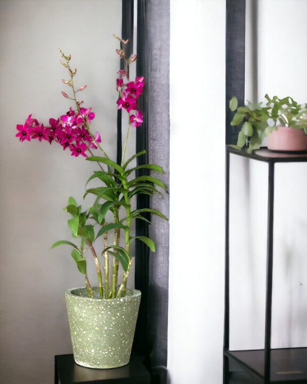 Dendrobium Orchid Arrangement - Gifting plant - Tumbleweed Plants - Online Plant Delivery Singapore