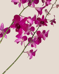 Dendrobium Orchid Arrangement - Gifting plant - Tumbleweed Plants - Online Plant Delivery Singapore