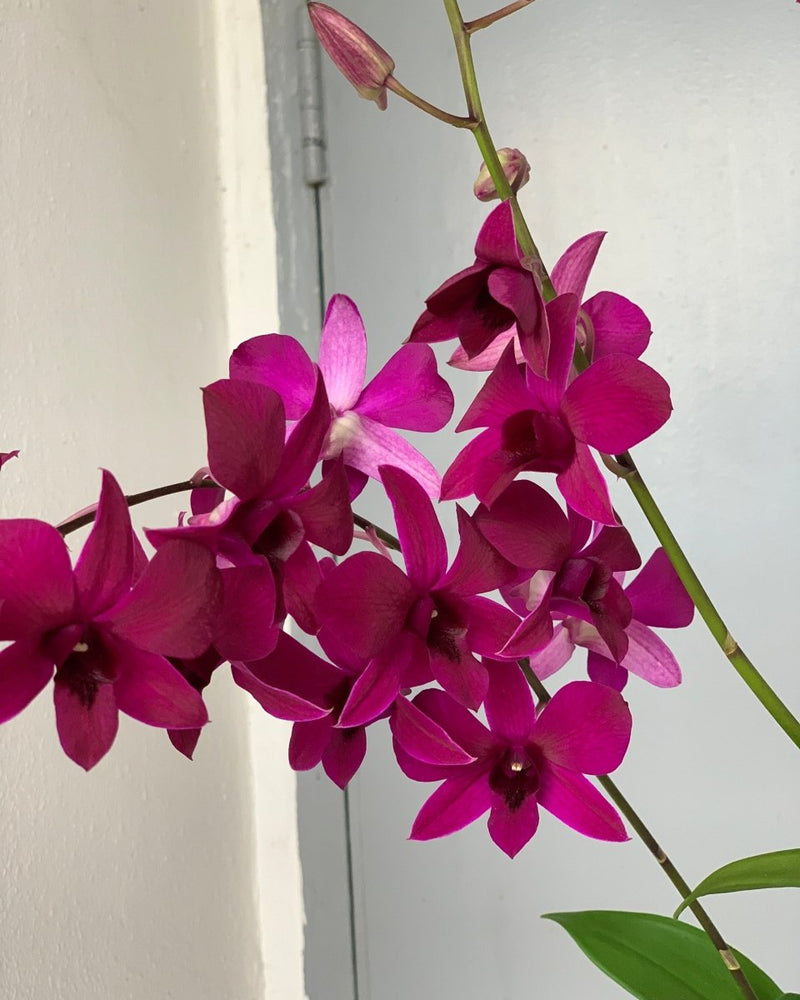 Dendrobium Orchid Arrangement - Gifting plant - Tumbleweed Plants - Online Plant Delivery Singapore