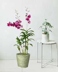 Dendrobium Orchid Arrangement - Gifting plant - Tumbleweed Plants - Online Plant Delivery Singapore
