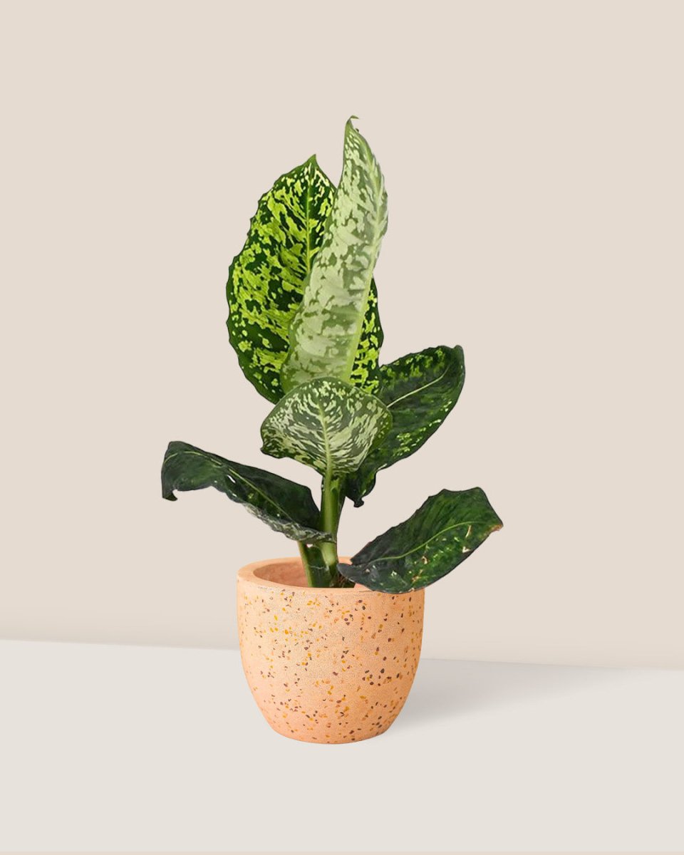 Dieffenbachia Cheetah - egg pot - small/pink - Just plant - Tumbleweed Plants - Online Plant Delivery Singapore