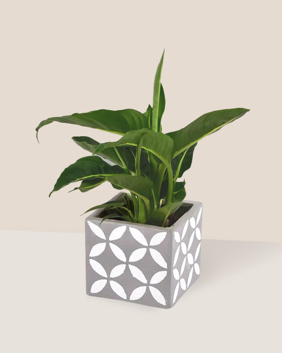 Dieffenbachia Green Magic - cement cube planter - Just plant - Tumbleweed Plants - Online Plant Delivery Singapore