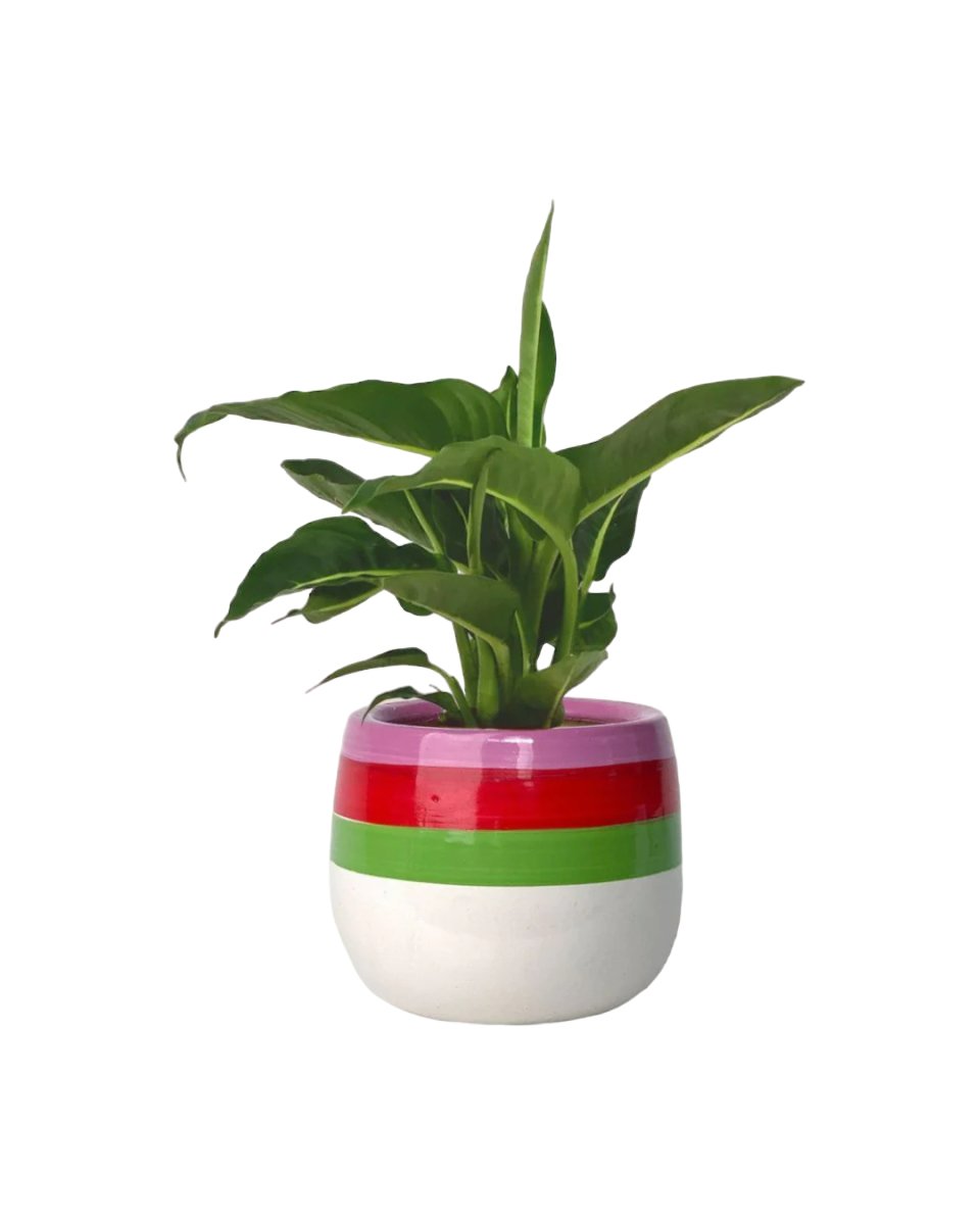 Dieffenbachia Green Magic - poppy planter - ariel - Just plant - Tumbleweed Plants - Online Plant Delivery Singapore