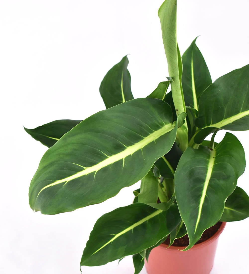 Dieffenbachia Green Magic - terracotta pot - Just plant - Tumbleweed Plants - Online Plant Delivery Singapore