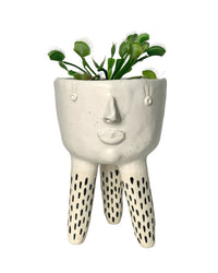 Dionaea - misfit tripods - grey - Potted plant - Tumbleweed Plants - Online Plant Delivery Singapore