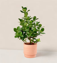 Dotted Rim Terracotta Pot - Pot - Tumbleweed Plants - Online Plant Delivery Singapore