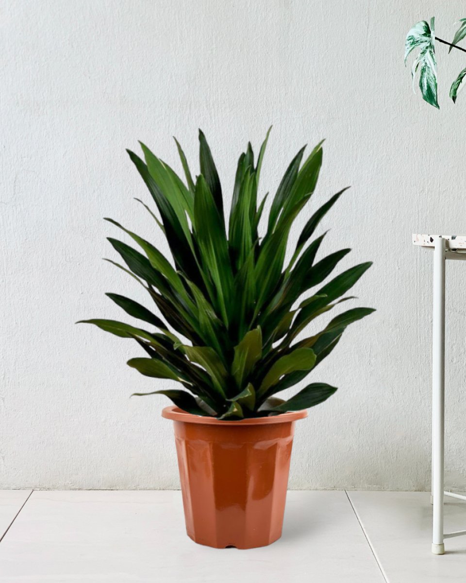 Dracaena Aubryana - grow pot - Just plant - Tumbleweed Plants - Online Plant Delivery Singapore