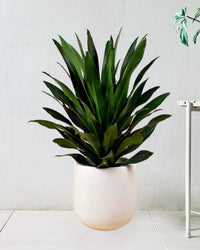 Dracaena Aubryana - tulip pots - white - Just plant - Tumbleweed Plants - Online Plant Delivery Singapore