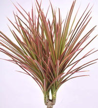 Dracaena Bicolour - grow pot - Just plant - Tumbleweed Plants - Online Plant Delivery Singapore