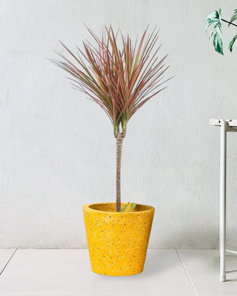 Dracaena Bicolour - white cement pot - Just plant - Tumbleweed Plants - Online Plant Delivery Singapore