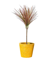 Dracaena Bicolour - white cement pot - Just plant - Tumbleweed Plants - Online Plant Delivery Singapore