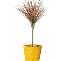 Dracaena Bicolour