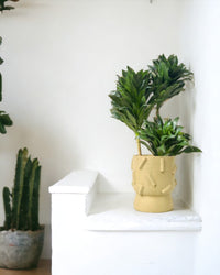 Dracaena Compacta - dash planter - sage - Potted plant - Tumbleweed Plants - Online Plant Delivery Singapore