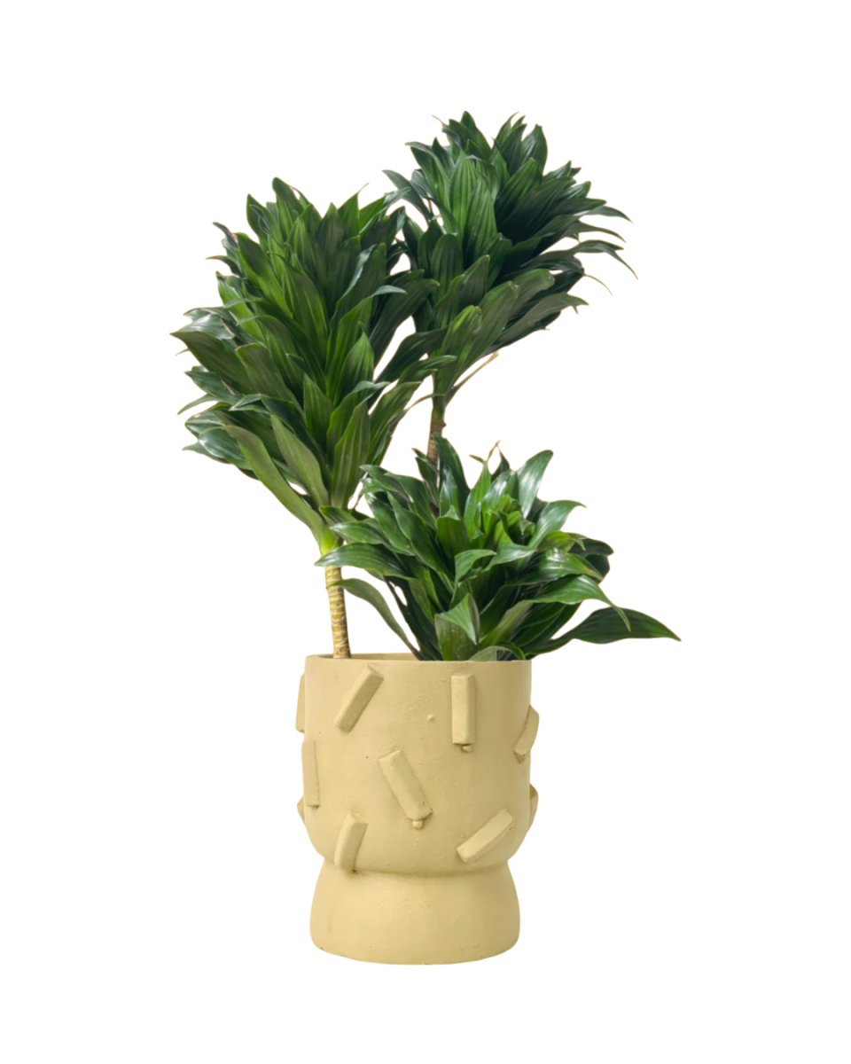 Dracaena Compacta - etched planter - large - Potted plant - Tumbleweed Plants - Online Plant Delivery Singapore